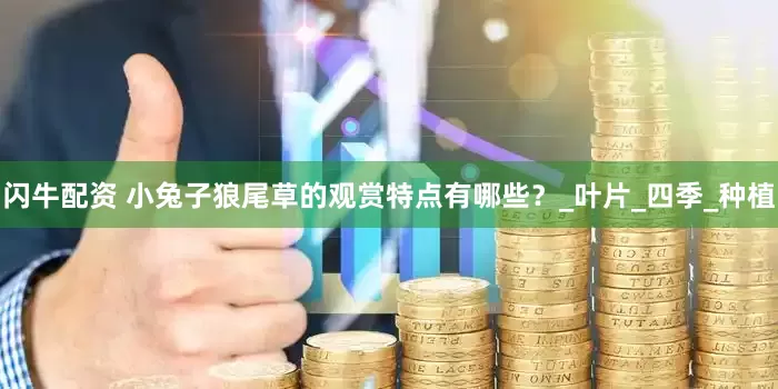 闪牛配资 小兔子狼尾草的观赏特点有哪些？_叶片_四季_种植